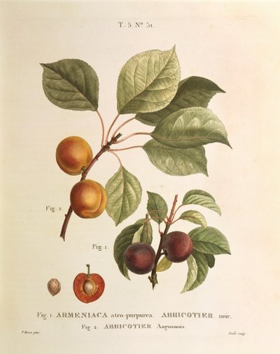 Albicocca nera e varietà di albicocca: Prunus armeniaca, Armeniaca atropurpurea di Pierre Joseph Redoute da Pierre Joseph Redouté
