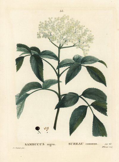 Sambuco nero o sambuco europeo, Sambucus nigra. Incisione a puntasecca colorata a mano di Miss Brenet da un