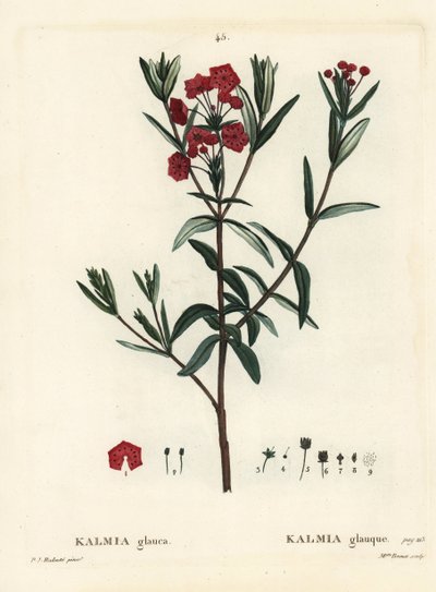 Alloro di palude, Kalmia polifolia. Incisione a puntasecca colorata a mano da Miss Brenet da un