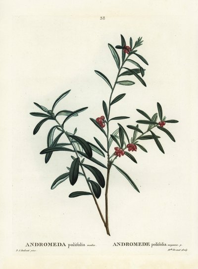 Rosmarino di palude, Andromeda polifolia. Incisione a puntasecca colorata a mano da un