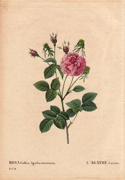 Tavola botanica, fiore, rosa varietà: Agathe carnee (Rosa gallica agatha incarnata). Origine sconosciuta, specie ibrida di Rosa Gallica Damascena. In Les Roses, Volume 2 di Pierre Joseph Redoute da Pierre Joseph Redouté