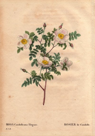 Rosa candolleana elegans. In 