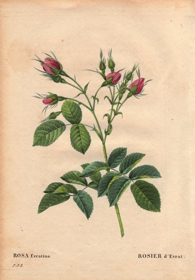 Rosa evratina. In 
