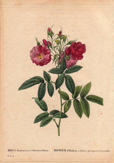 Tavola botanica, Fiore, Varietà di Rosa: Rosa Hudson con fiori quasi in Corymbe (Rosa hudsonia subcorymbosa), dal Nord America, questa varietà fu coltivata da Monsieur Ternaux prima del 1821. In 