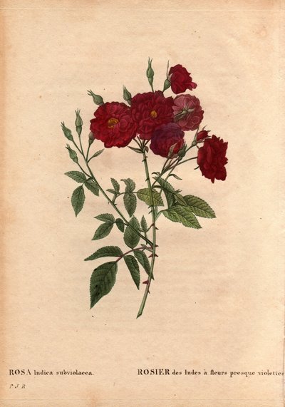 Tavola botanica, Fiore, Varietà di Rosa: Rosa dell