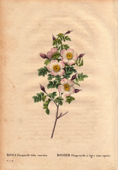 Tavola botanica, Fiore, Rosa Varietà: Rosa Pimprenelle con steli senza spine (Rosa pimpinellifolia inermis). In “Les Roses”, Volume 2 di Pierre Joseph Redoute (1759-1840) da Pierre Joseph Redouté