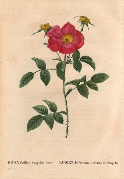 Tavola botanica, fiore, varietà di rosa: Rosa Gallica Stapeliae flora. In Les Roses, Volume 2 di Pierre Joseph Redouté da Pierre Joseph Redouté