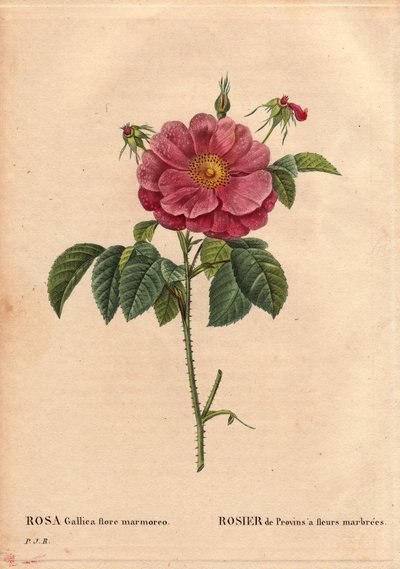 Tavola botanica, Fiore, Varietà di Rosa: Rosa di Provenza con fiori marmorizzati (Rosa gallica flore marmoreo). Origine sconosciuta. In “Les Roses”, Volume 2 di Pierre Joseph Redoute (1759-1840) da Pierre Joseph Redouté