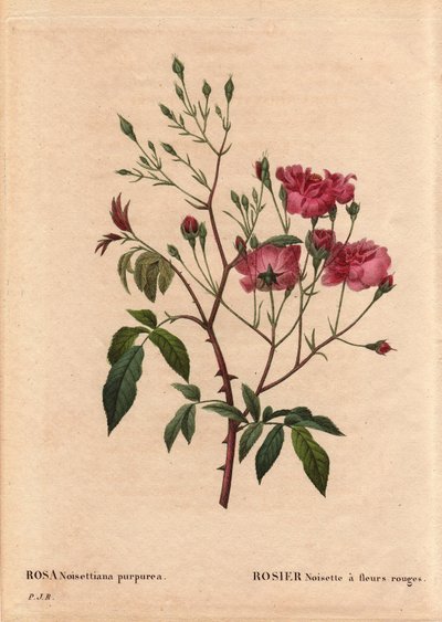 Tavola botanica, Fiore, Varietà di Rosa: Rosa nocciola con fiori rossi (Rosa noisettiana purpurea), ottenuta dai semi della varietà Rosa Nocciola nel 1822 nel giardino di Monsieur Ternaux. In 