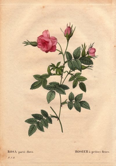 Tavola botanica, Fiore, Varietà di Rosa: Rosa con piccoli fiori (Rosa parvi-flora) dal Nord America. In “Les Roses”, Volume 2 di Pierre Joseph Redoute (1759-1840) da Pierre Joseph Redouté