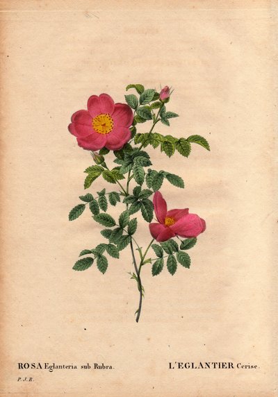 Tavola botanica, fiore, rosa varietà: Rosa eglanteria sub rubra. Repertoriata nelle serre di Monsieur Vilmorin, circa 1820 e ottenuta dai semi della rosa gialla foetida. In Les Roses, Volume 2 di Pierre Joseph Redoute da Pierre Joseph Redouté