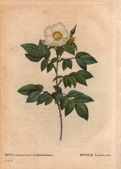 Rosa Leschenault da Pierre Joseph Redouté