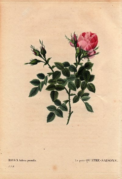 Rosa bifera pumila, coltivata da Monsieur Noel, Parigi, Francia, prima del 1824. In 