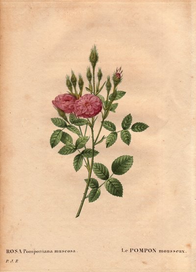 Tavola botanica, Fiore, Rosa Varietà: Il pompon scintillante della “Rosa di Meaux” (Rosa Pomponiana muscosa) scoperta in un giardino nell