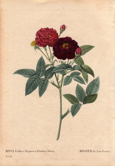 Rosa Gallica Purpurea Velutina Parva. Coltivata nei Paesi Bassi da Van Eeden prima del 1810. In 