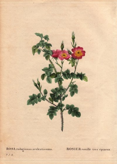 Tavola botanica, Fiore, Varietà di Rosa: Rosa ruggine molto spinosa (Rosa rubiginosa aculeatissima). Ottenuta da semi e allevata da Du Pont intorno al 1810. In 