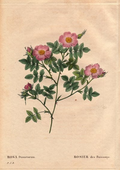 Rosa dumetorum. In 