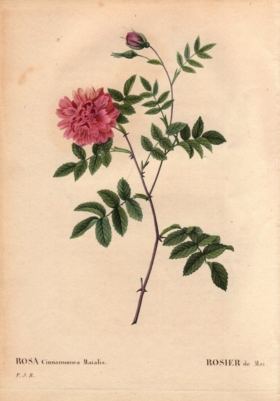Tavola botanica, Fiore, Rosa Varietà: Rosa di Maggio. (Rosa cinnamomea maialis). Fiore selvatico che cresce in tutta Europa. In “Les Roses”, Volume 2 di Pierre Joseph Redoute (1759-1840) da Pierre Joseph Redouté