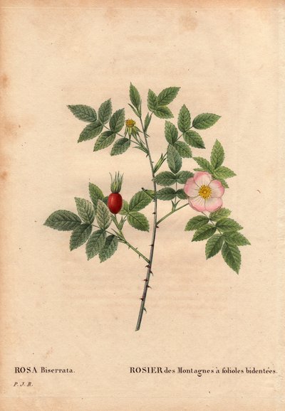 Rosa di montagna a foglie bidentate da Pierre Joseph Redouté