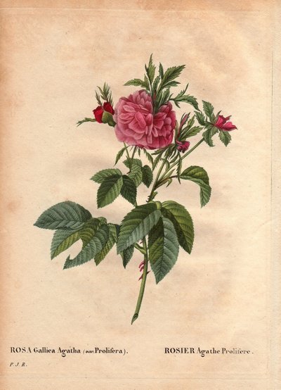 Tavola botanica, Fiore, Varietà di Rosa: Rosa Agathe Prolifere (Rosa Gallica Agatha Prolifera). In 