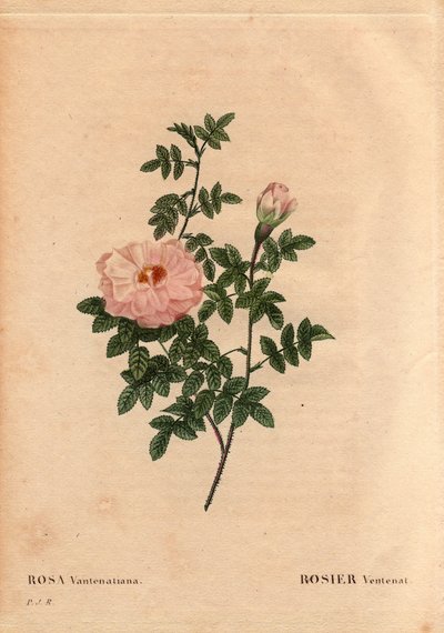 Tavola botanica, Fiore, Rosa Varietà: Rosa Ventenat. (Rosa ventenatiana), origine sconosciuta. In “Les Roses”, Volume 2 di Pierre Joseph Redoute (1759-1840) da Pierre Joseph Redouté