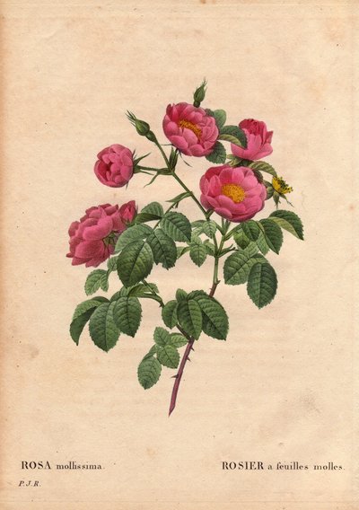 Rosa a foglie morbide da Pierre Joseph Redouté
