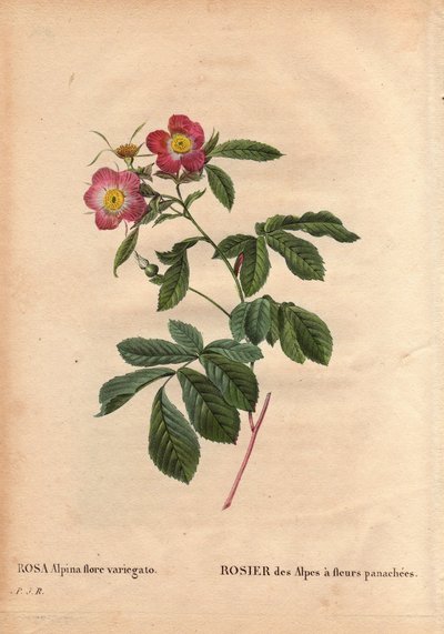 Tavola botanica, fiore, rosa varietà: Rosa alpina flora variegato. Introdotta in Francia intorno al 1813 da Poilpre. In Les Roses, Volume 2 di Pierre Joseph Redoute da Pierre Joseph Redouté