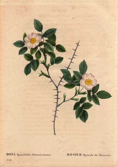 Tavola botanica, fiore, rosa varietà: Rosier Spinule de Dematra (Rosa spinulifolia dematratiana) scoperta vicino a Chatel-sur-Montsalvens, Friburgo, Svizzera da Dean Dematra, sacerdote di Corbieres, prima del 1818. In Les Roses da Pierre Joseph Redouté