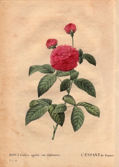 Rosa 