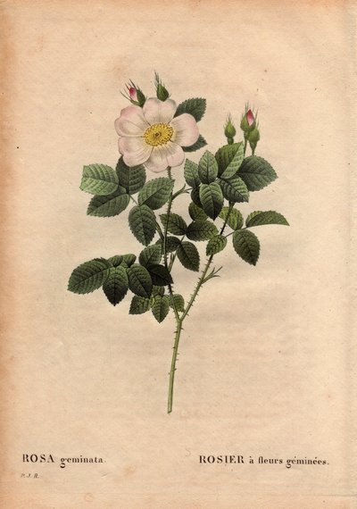 Tavola botanica, Fiore, Varietà di Rosa: Rosa a fiori geminati. (Rosa geminata). Scoperta dal Professor Rau, vicino a Wurzburg, Germania prima del 1820. In 