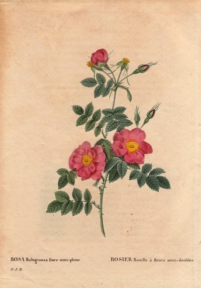 Tavola botanica, Fiore, Varietà di Rosa: Rosa Rust con fiori semi-doppi (Rosa rubiginosa flora semi pleno), ottenuta da semi e coltivata da P.J. Redoute intorno al 1806. In “Les Roses”, Volume 2 di Pierre Joseph Redoute (1759-1840) da Pierre Joseph Redouté