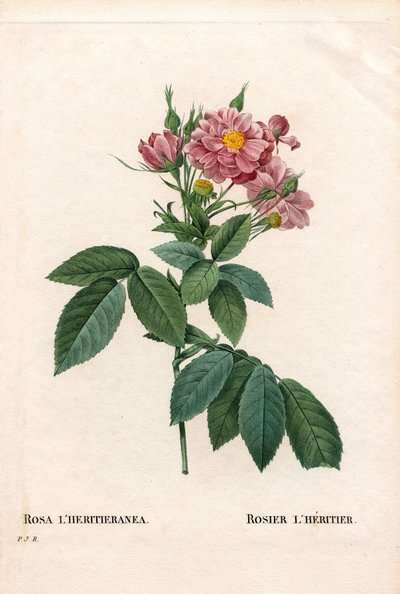 Rosa Boursault, varietà di Rosa l