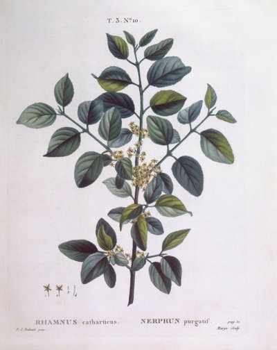 Spino cervino (Rhamnus catharticus), Henry Louis Duhamel du Monceau, tavola botanica di Pierre Joseph Redouté da Pierre Joseph Redouté