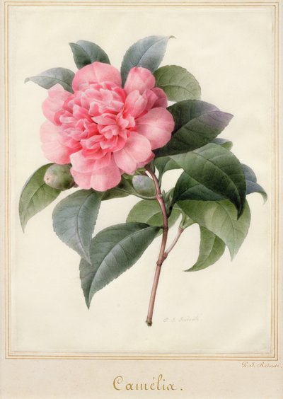 Camelia da Pierre Joseph Redouté
