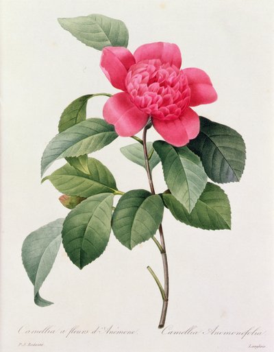 motivo Pierre-Joseph Redoute Botanic Art Rosa Vassoio in melamina per bustine di tè 