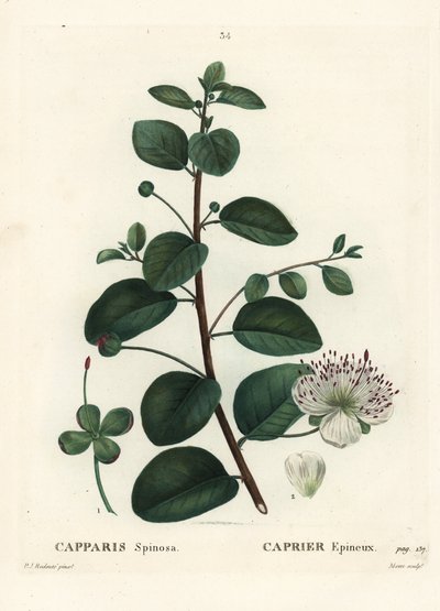 Cappero, Capparis spinosa. Incisione a puntasecca colorata a mano di Moret da un