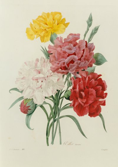 Garofani, da "Choix des Plus Belles Fleurs" da Pierre Joseph Redouté