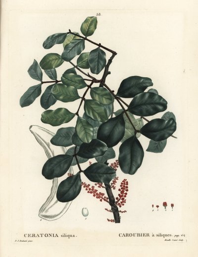 Carrubo o carruba, Ceratonia siliqua. Incisione a puntasecca colorata a mano di Mixelle l