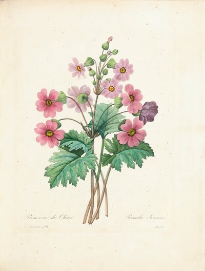 Primula cinese, incisa da Bessin, da 
