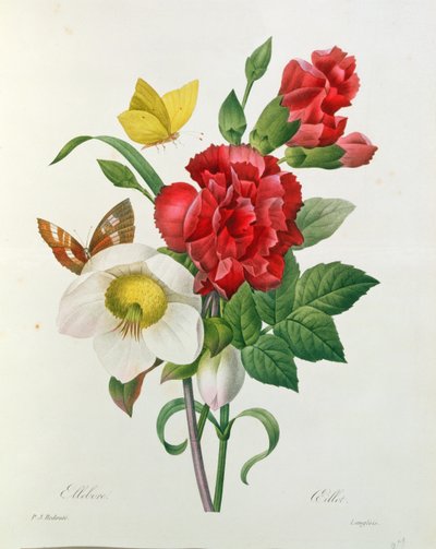 Rosa di Natale, Helleborus niger e Garofano rosso con farfalle, da 