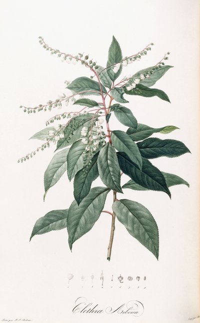 Clethra Arborea da Pierre Joseph Redouté