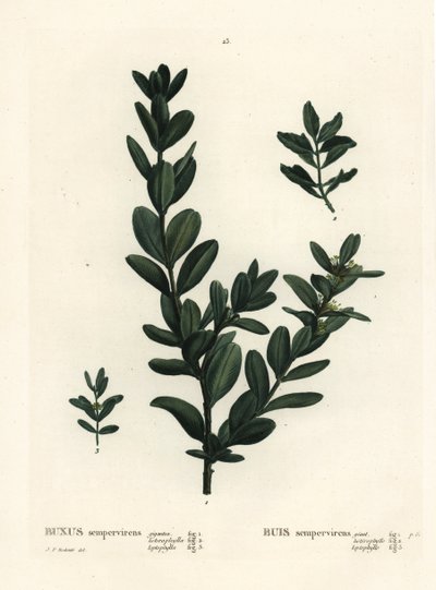 Bosso comune, bosso europeo o bosso, Buxus sempervirens. Incisione a puntasecca colorata a mano da un