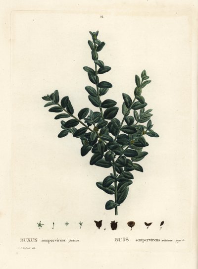 Bosso comune, Bosso europeo o bosso, Buxus sempervirens fruticosa. Incisione a puntasecca colorata a mano da un