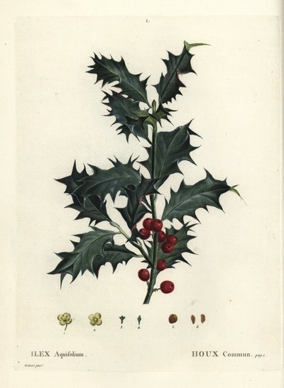 Agrifoglio comune, Ilex aquifolium. Incisione a puntasecca colorata a mano da un