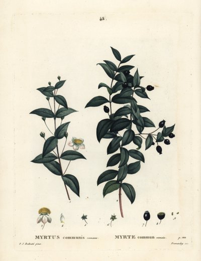 Mirto comune, Myrtus communis. Incisione a puntasecca colorata a mano di Demachy da un
