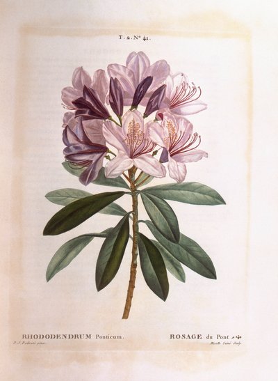 Rododendro comune (Rhododendron ponticum), Henry Louis Duhamel du Monceau, tavola botanica di Pierre Joseph Redouté da Pierre Joseph Redouté