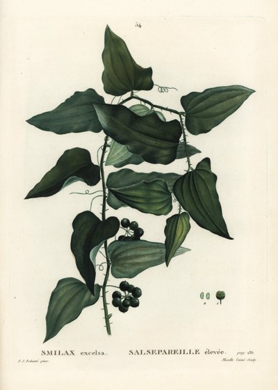 Smilax aspera da Pierre Joseph Redouté