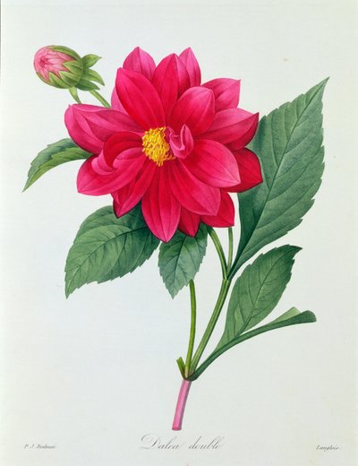 Dahlia doppia da Pierre Joseph Redouté