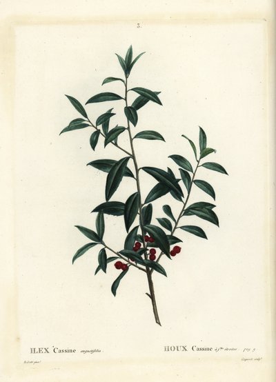 Agrifoglio Dahoon o cassina, Ilex cassine. Incisione a puntasecca colorata a mano di Coqueret da un
