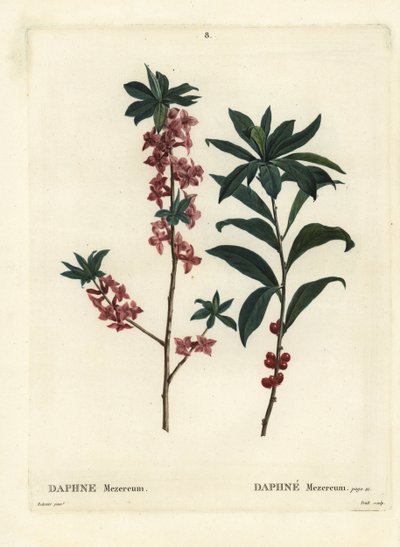 Daphne o mezereo, Daphne mezereum. Incisione a puntasecca colorata a mano da Troll da un